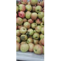 Fresh Red Gala apples